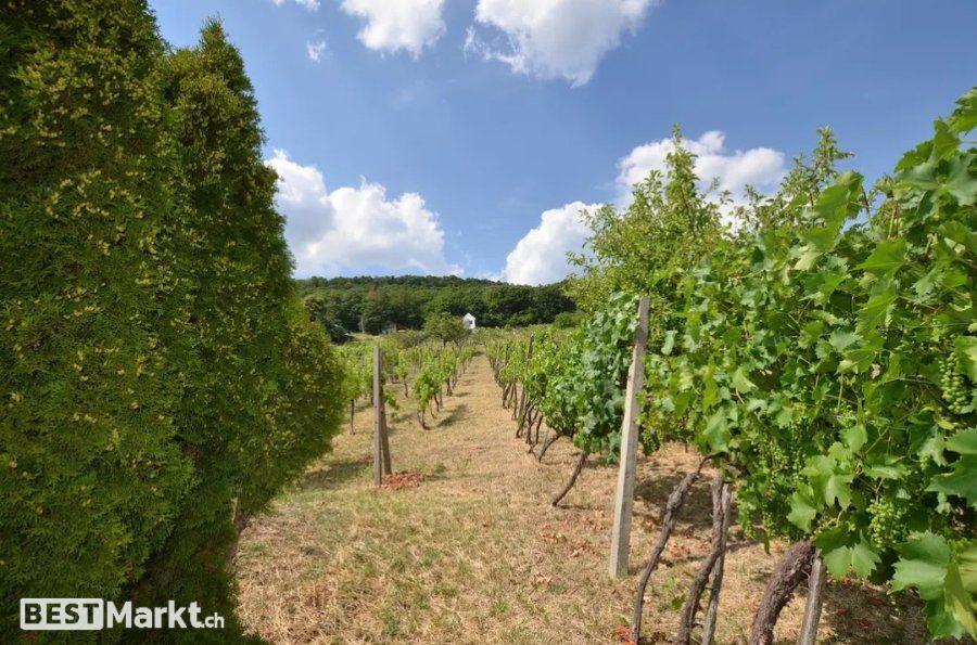 Anwesen mit Pool und Weinberg in Vinica / Slowakei - Preissenkung